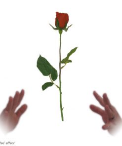 Simplex Floating Rose - David R. Evangelista