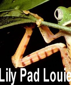 Lily Pad Louie Lily Pad Louie
