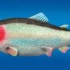 Fake Fish Fake Fish