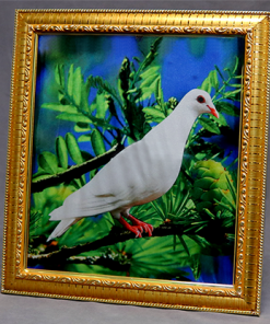 Dove Frame (Photo) by Mr. Magic - Trick