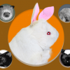 Rabbit Hand Puppet by Magic Masters - Trick Rabbit Hand Puppet by Magic Masters - Trick
