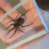 Ominous Deck (Spider) by Diamond Jim Tyler - Trick