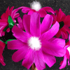 Violet Flower No 2
