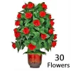Blooming Rose Bush (30 Bloom)