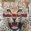 Animal Instinct! - Steve Shufton