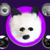 White Fox Spring Animal by Magic Masters - Trick