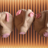 Piglets (Vintage Juggling Toy) - Chasley