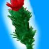 Blooming Blossom