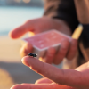 The FLY LITE by Marcos Waldemar & Invisible Compass The FLY LITE by Marcos Waldemar & Invisible Compass