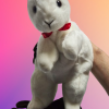 Bunny Puppet (finds a card?) Bunny Puppet (finds a card?)