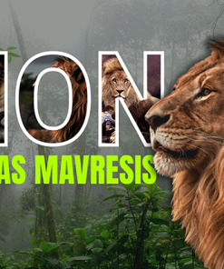 Lion by Nikolas Mavresis video DOWNLOAD