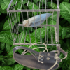 Challenge Cage Mystery (Vanishing Bird Cage) - Owen ESTATE Challenge Cage Mystery (Vanishing Bird Cage) - Owen ESTATE